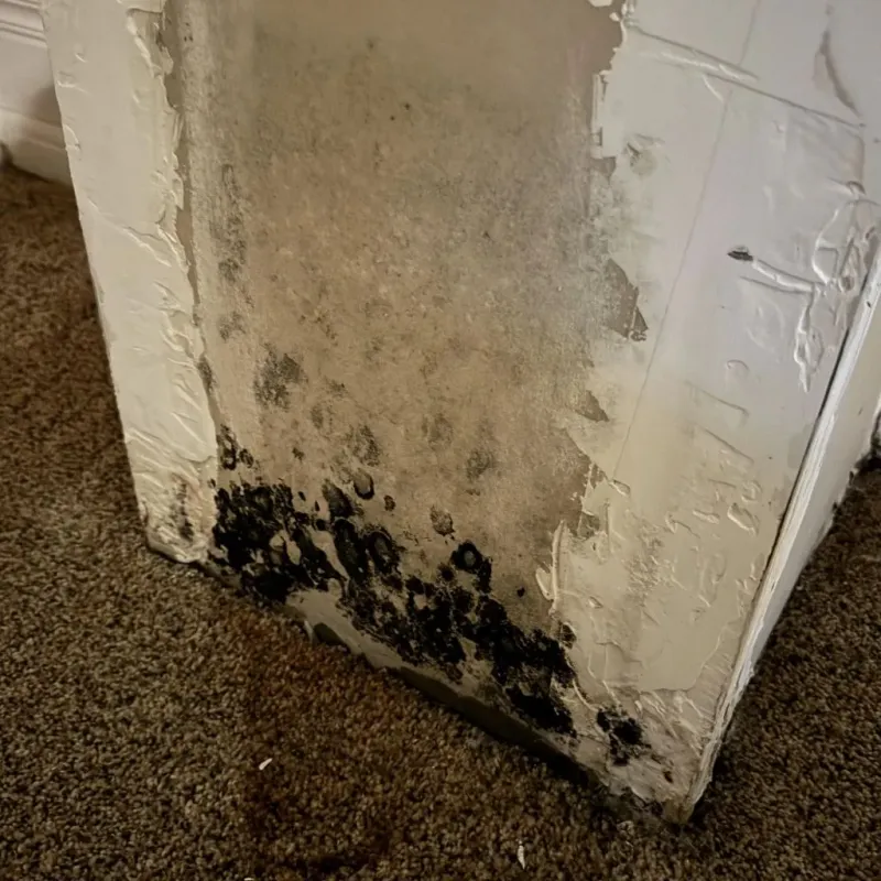 Professional Mold Removal in Worland, WY